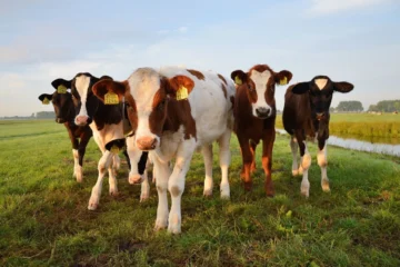 Výhody overených chovov: prečo kupovať dobytok cez náš portál