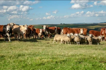 Predaj jatočných býkov a jalovíc