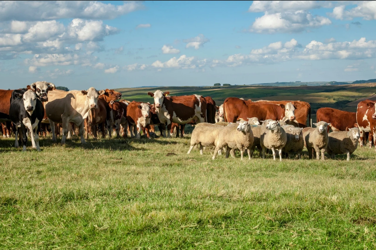 Predaj jatočných býkov a jalovíc