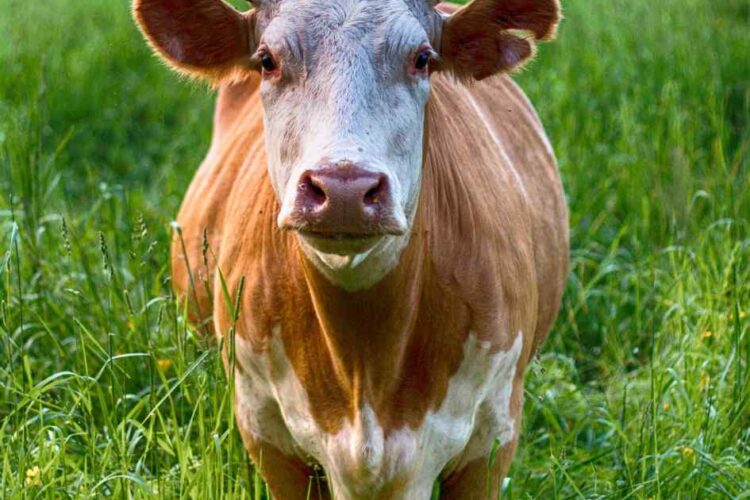 Inzercia na portáli m3x.sk: efektívny predaj v spolupráci s Cattle Market s.r.o.