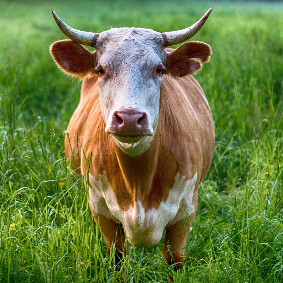 Inzercia na portáli m3x.sk: efektívny predaj v spolupráci s Cattle Market s.r.o.