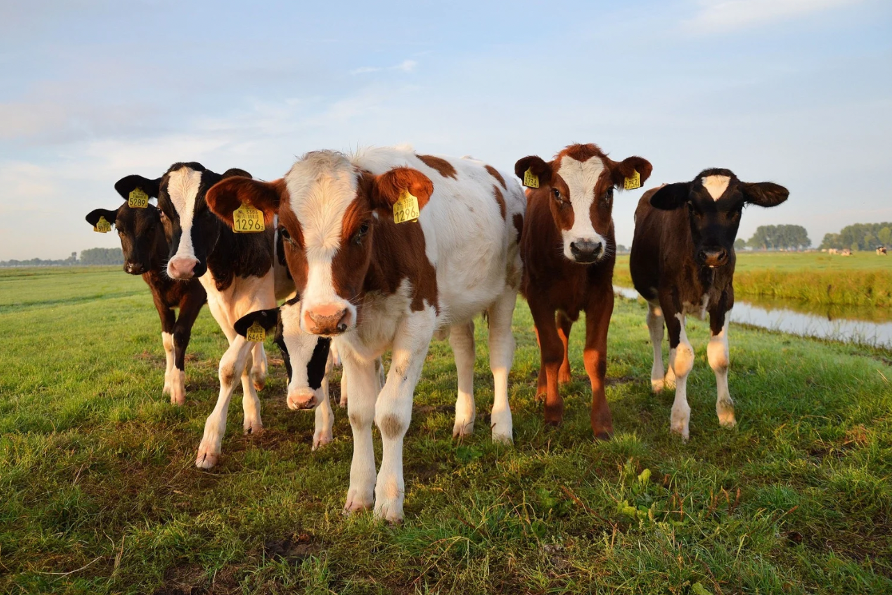 Spájame chovateľov a kupujúcich